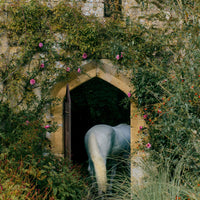 White horse standing in a stone archway surrounded by greenery and flowers